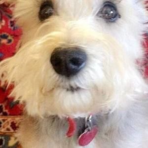 Meet your Posher, Merri